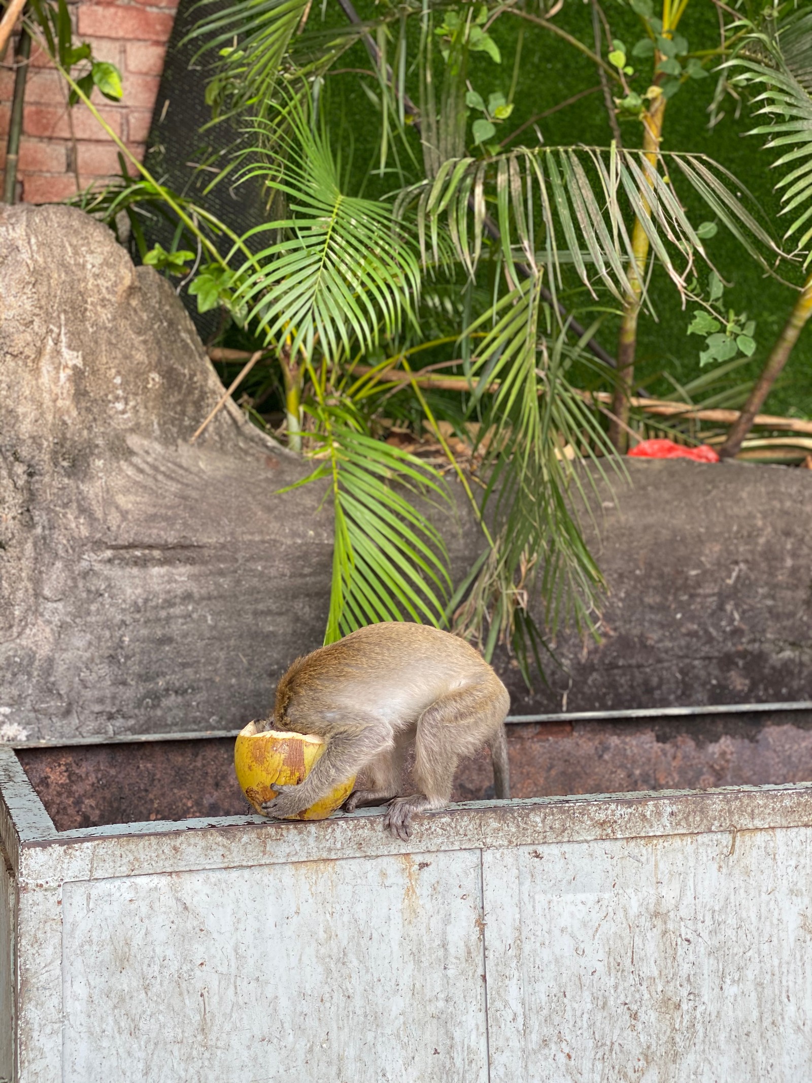 Há um macaco que está comendo algo em um vaso (ciência, biologia, botânica, planta terrestre, primata)