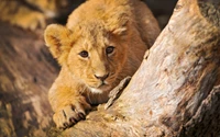 Cachorro de león masai explorando curiosamente su hábitat