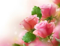 rose, flower bouquet, floral design, pink, flowering plant wallpaper