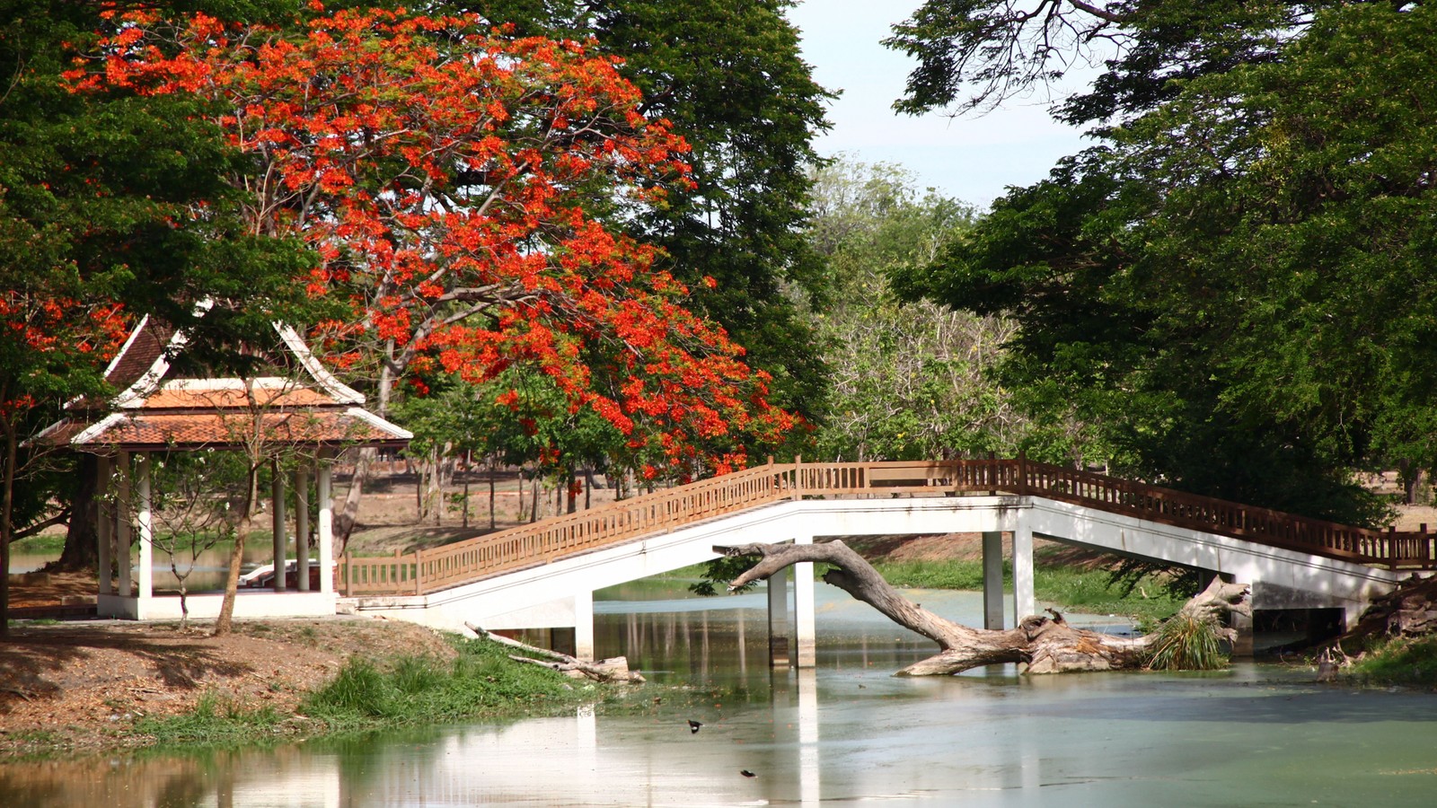 Lade baum, natur, brücke, blätter, freizeit Hintergrund herunter