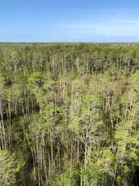 Umfangreiche Walddecke in einer widerstandsfähigen Wildnis