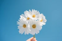 daisy flowers, blue sky, aesthetic, white daisy, white flowers wallpaper