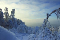 Tranquil Winter Landscape with Snow-Covered Trees and Frosty Mountains