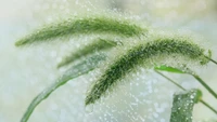 Gros plan d'herbes humides avec des gouttes d'eau