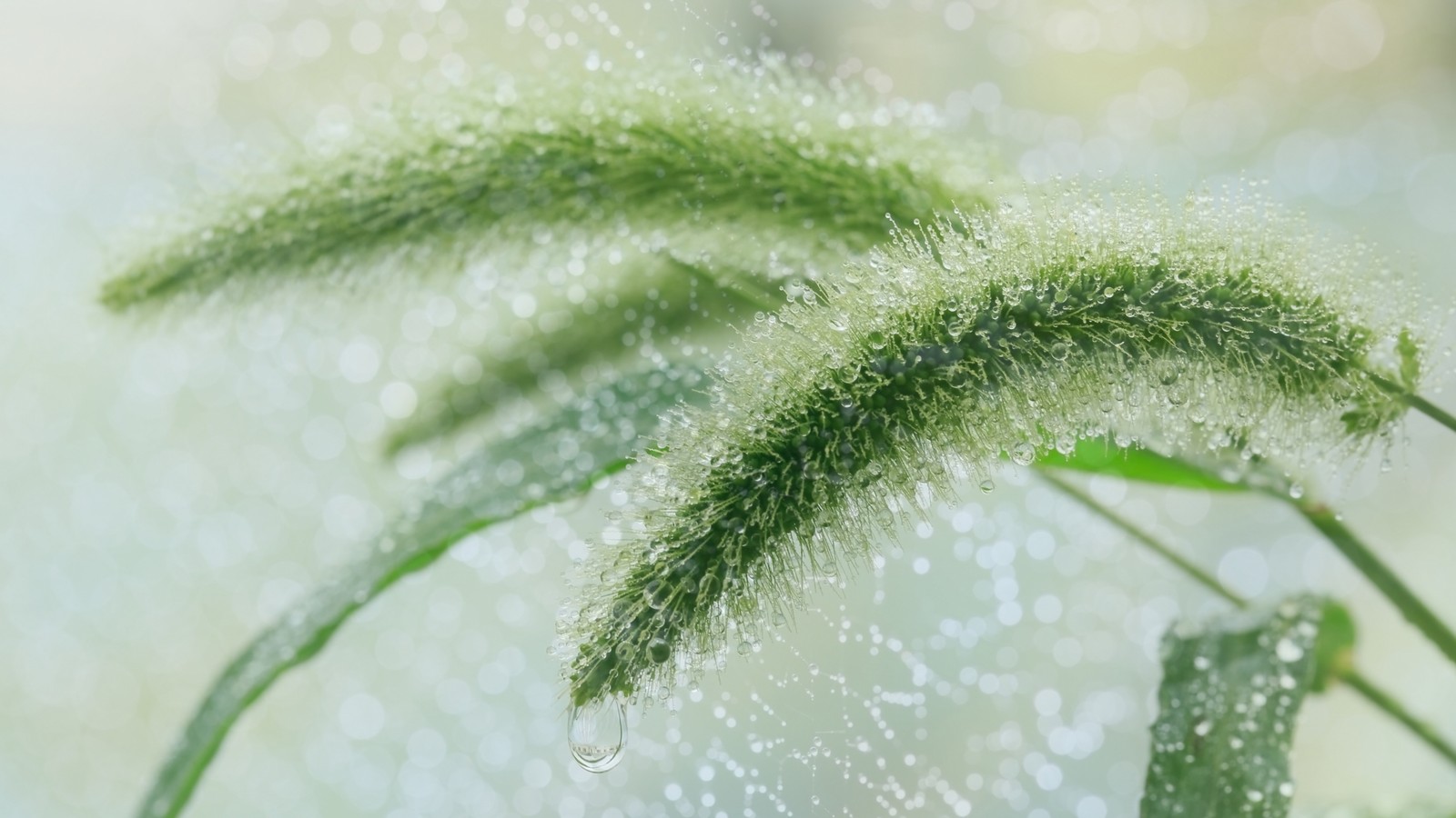 Un primer plano de una planta con gotas de agua sobre ella (plantas, agua, hierba, gota, cabello)