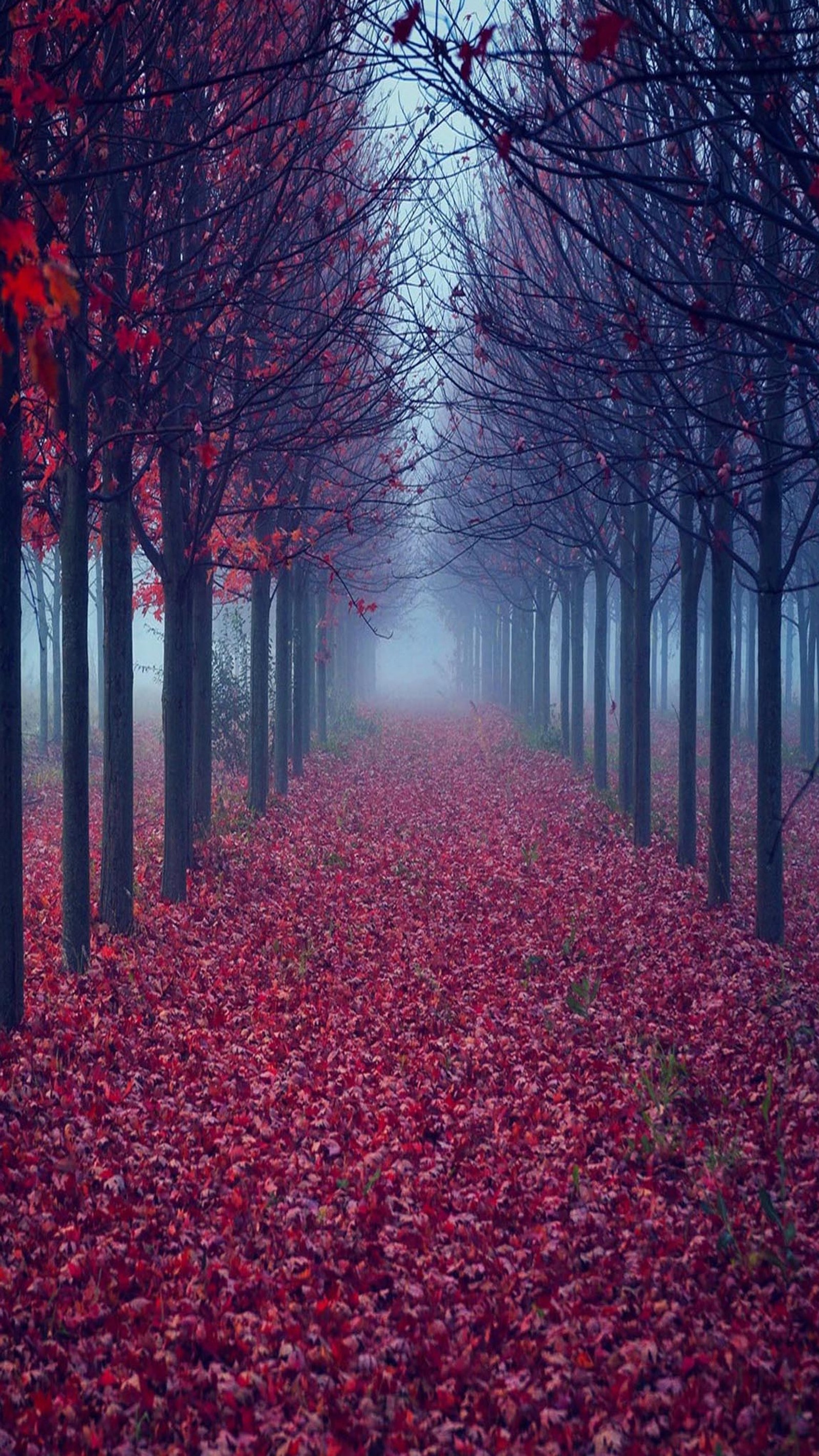 Árvores com folhas vermelhas em uma floresta nevoenta (outono, folhas, ao ar livre, pacífico, vermelho)