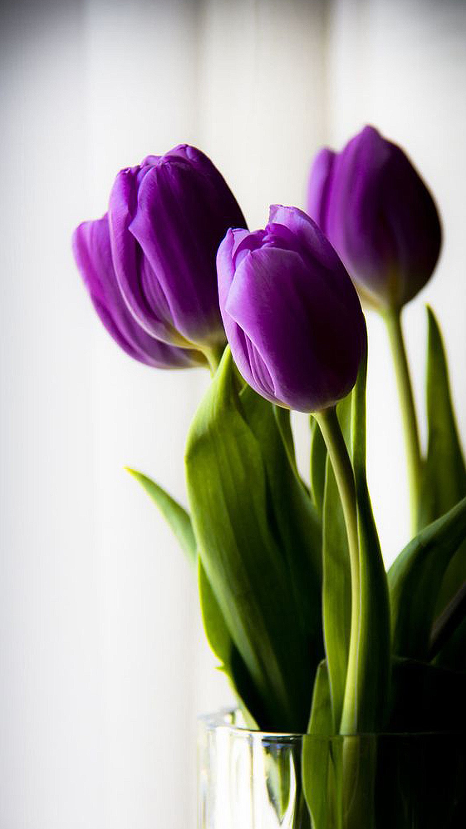 Tulipanes morados en un jarrón transparente sobre una mesa (flor, verde, púrpura, tulipán, blanco)