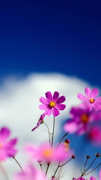 Lebendige rosa Blumen gegen einen klaren blauen Himmel