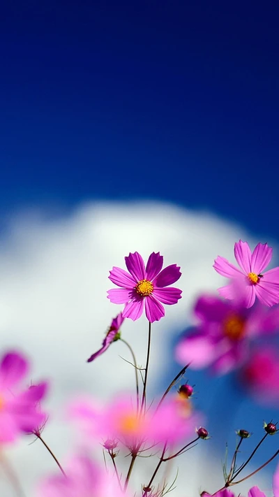 Flores rosas vibrantes contra un cielo azul claro