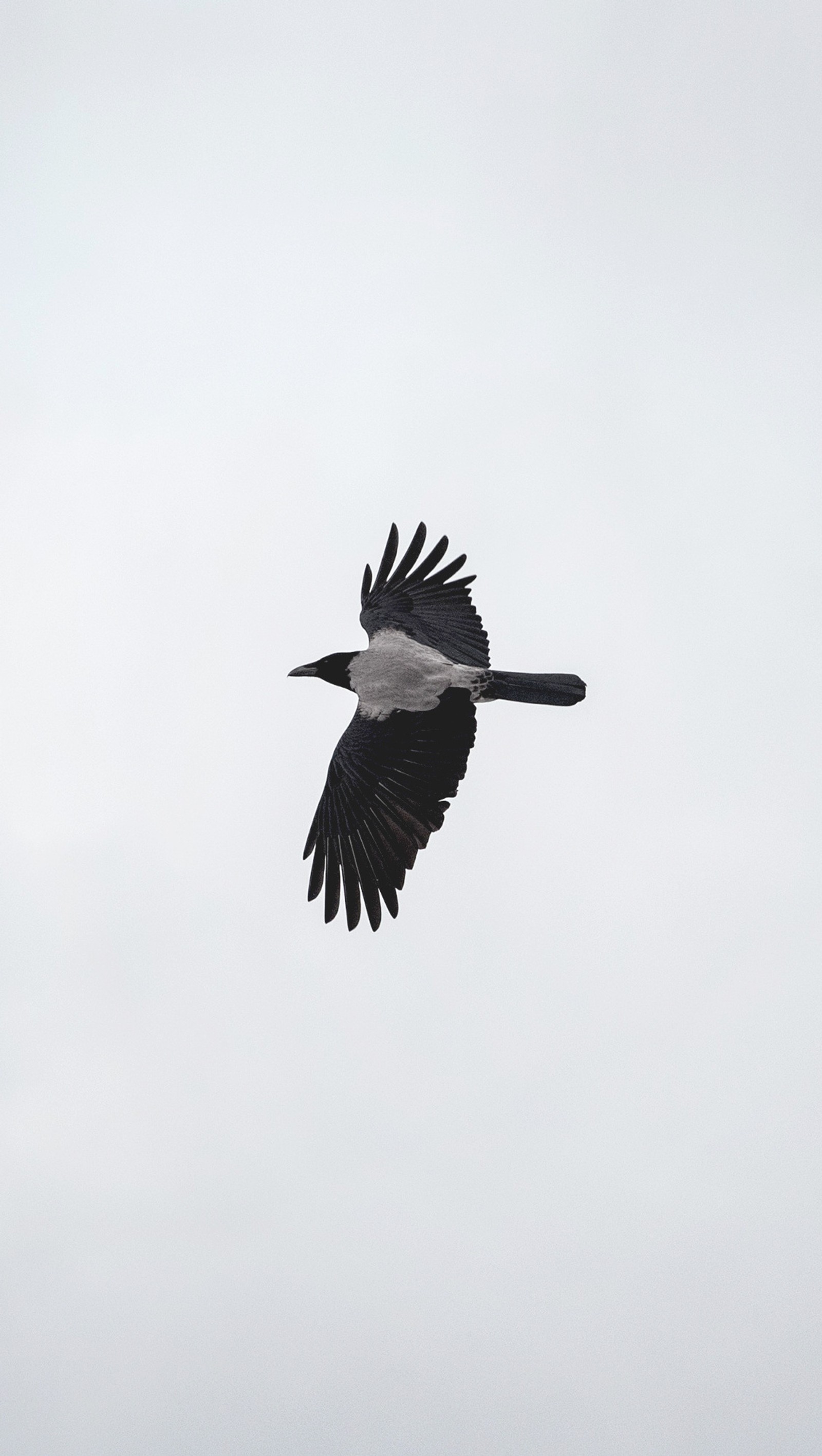 Il y a un oiseau qui vole dans le ciel avec les ailes déployées (animal, oiseau, propre, corbeau, plumes)