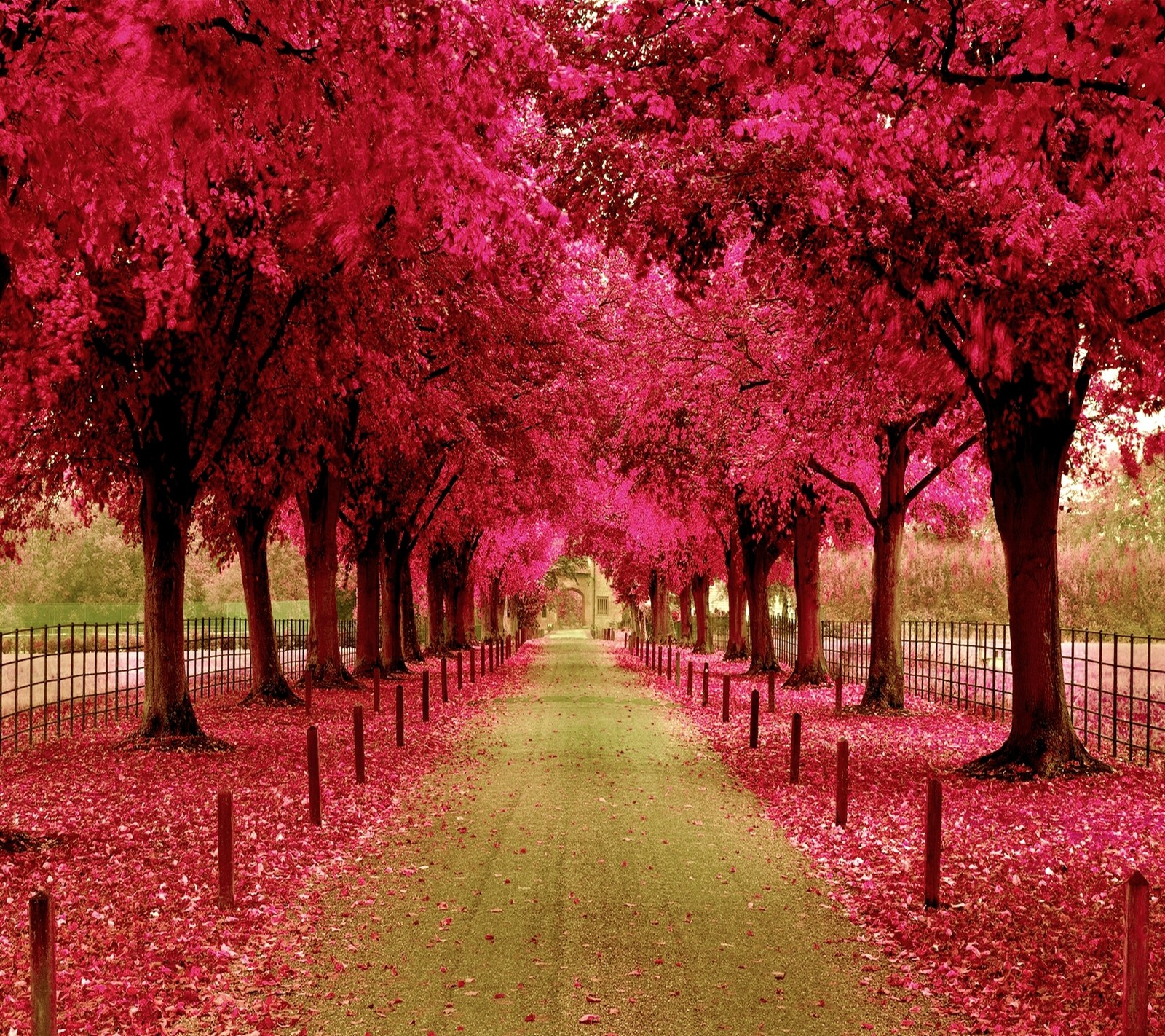 A view of a pathway lined with trees and pink leaves (beautiful, cool, landscape, lovely, nature)