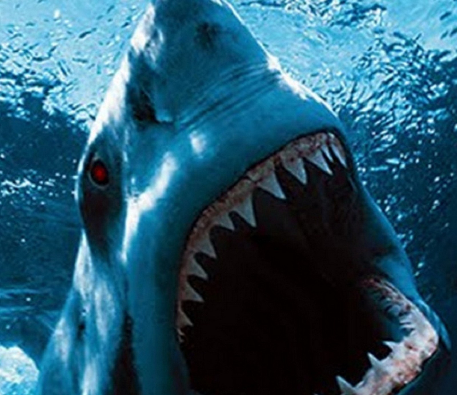 A close up of a shark with its mouth open and its teeth wide open (animal, bite, shark)