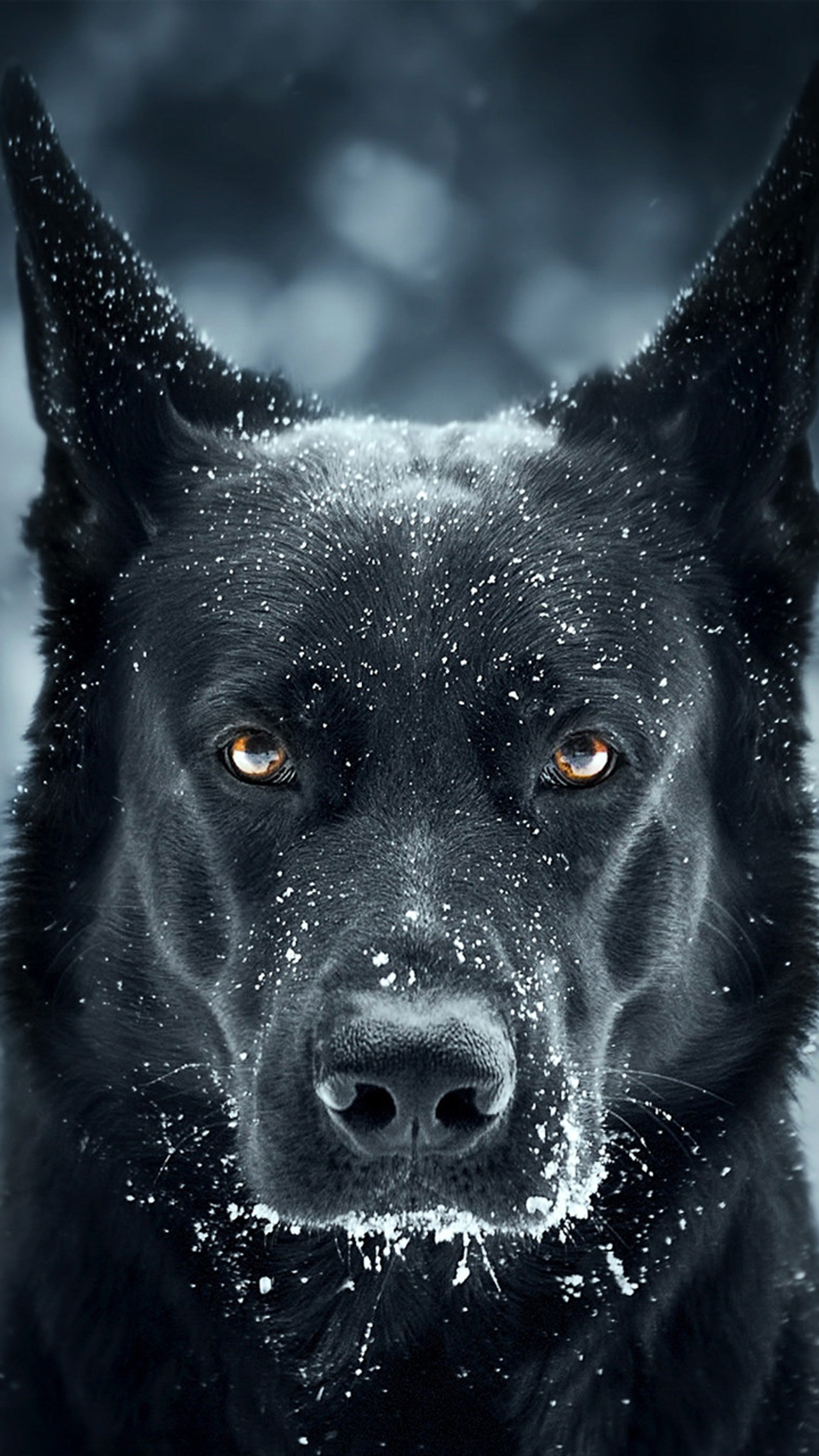 There is a black dog with yellow eyes standing in the snow (black, dog, german shepherd, mad)