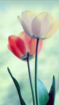 abstract, design, flowers wallpaper