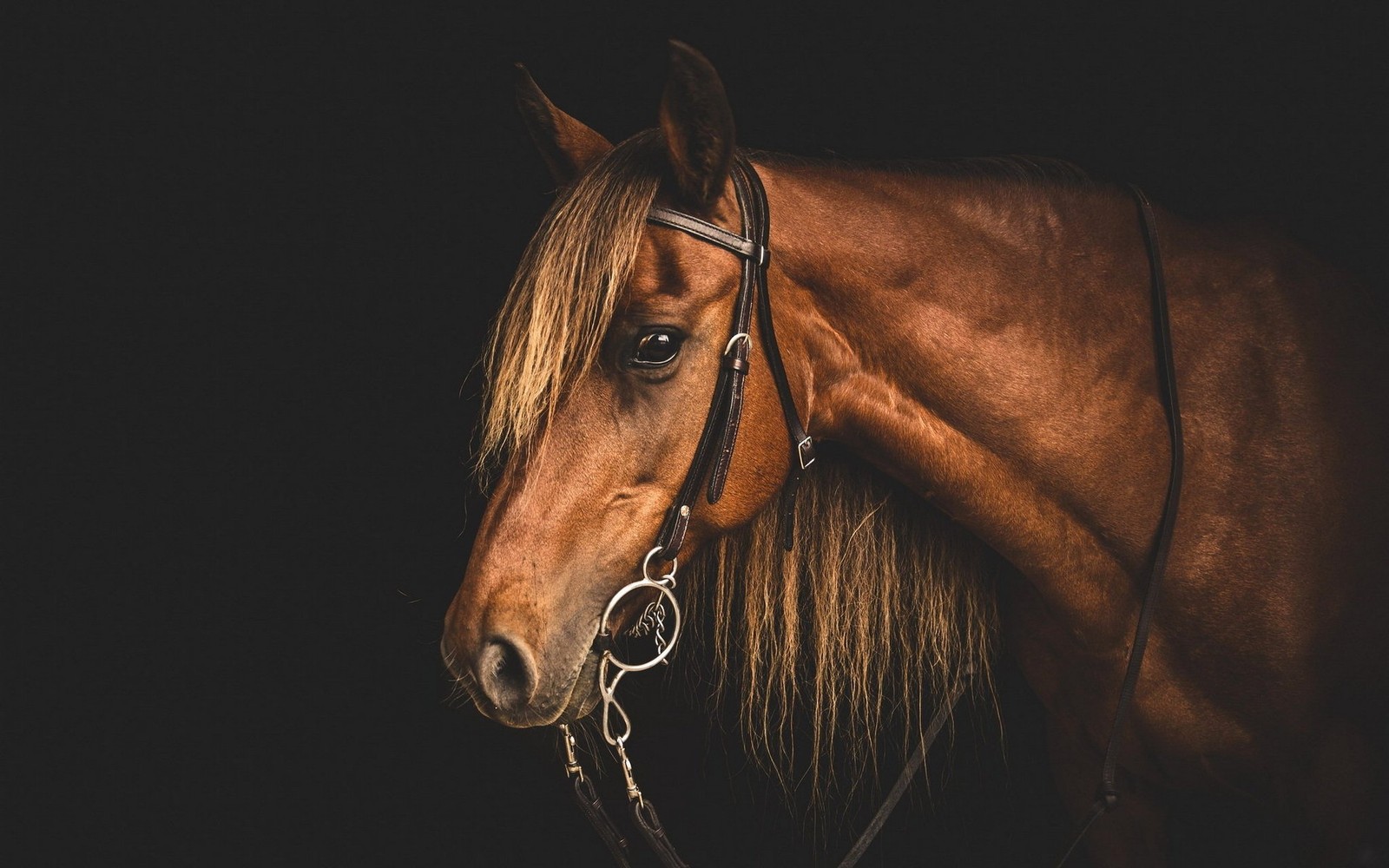 Téléchargez le fond d'écran animaux, art, marron, chevaux, cheval