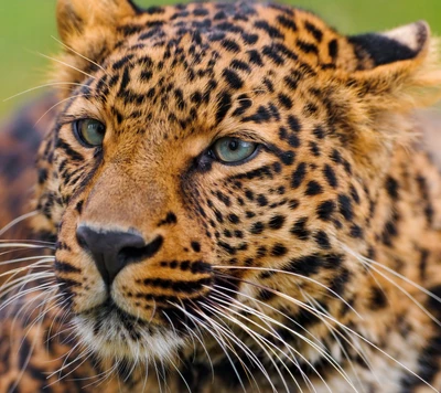 Close-Up of a Wild Leopard with Striking Blue Eyes