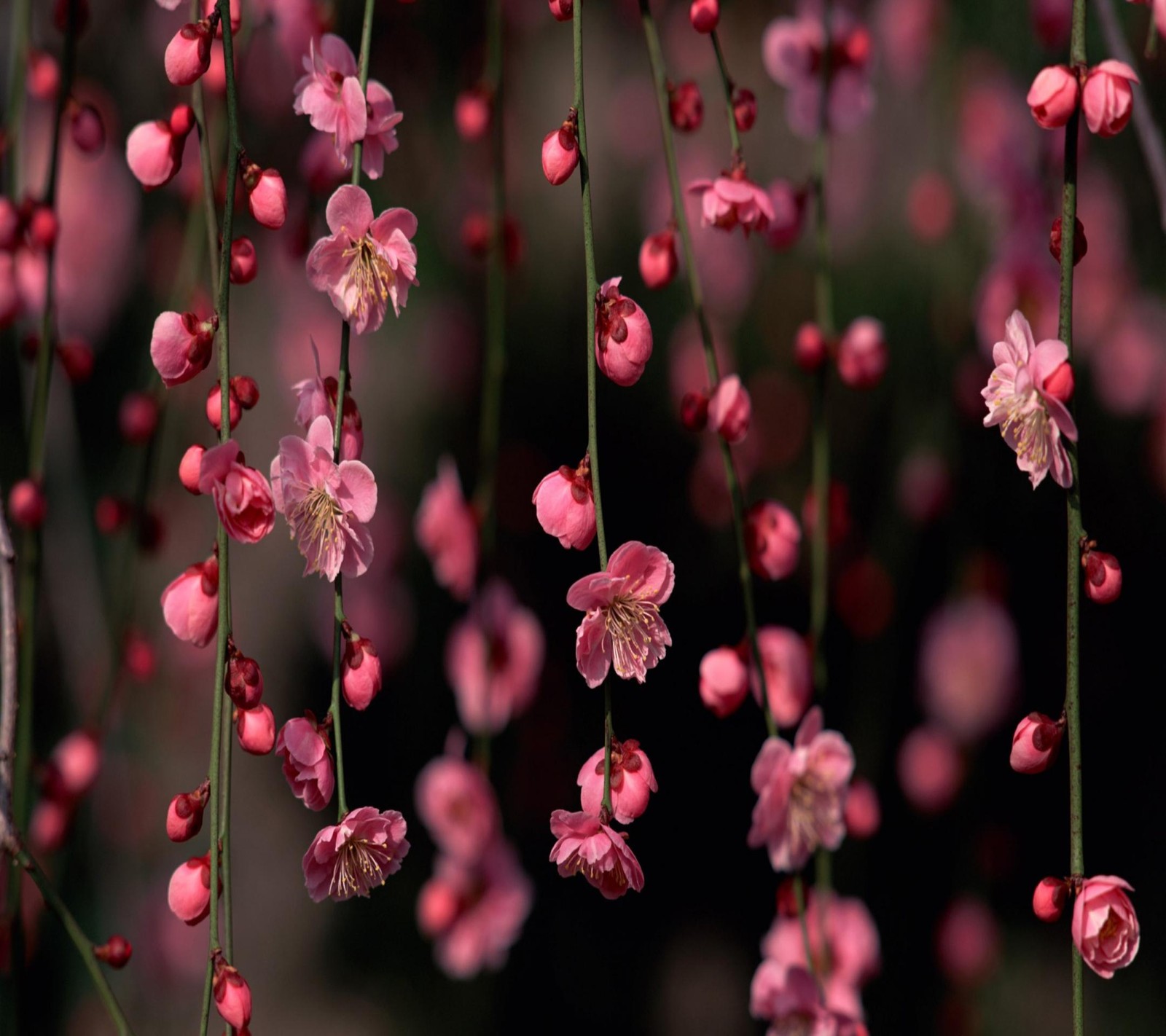 A close up of a bunch of pink flowers hanging from a tree (flores, flowers, pink)