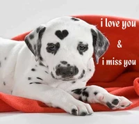 I Love You & I Miss You – Heartfelt Dalmatian Puppy