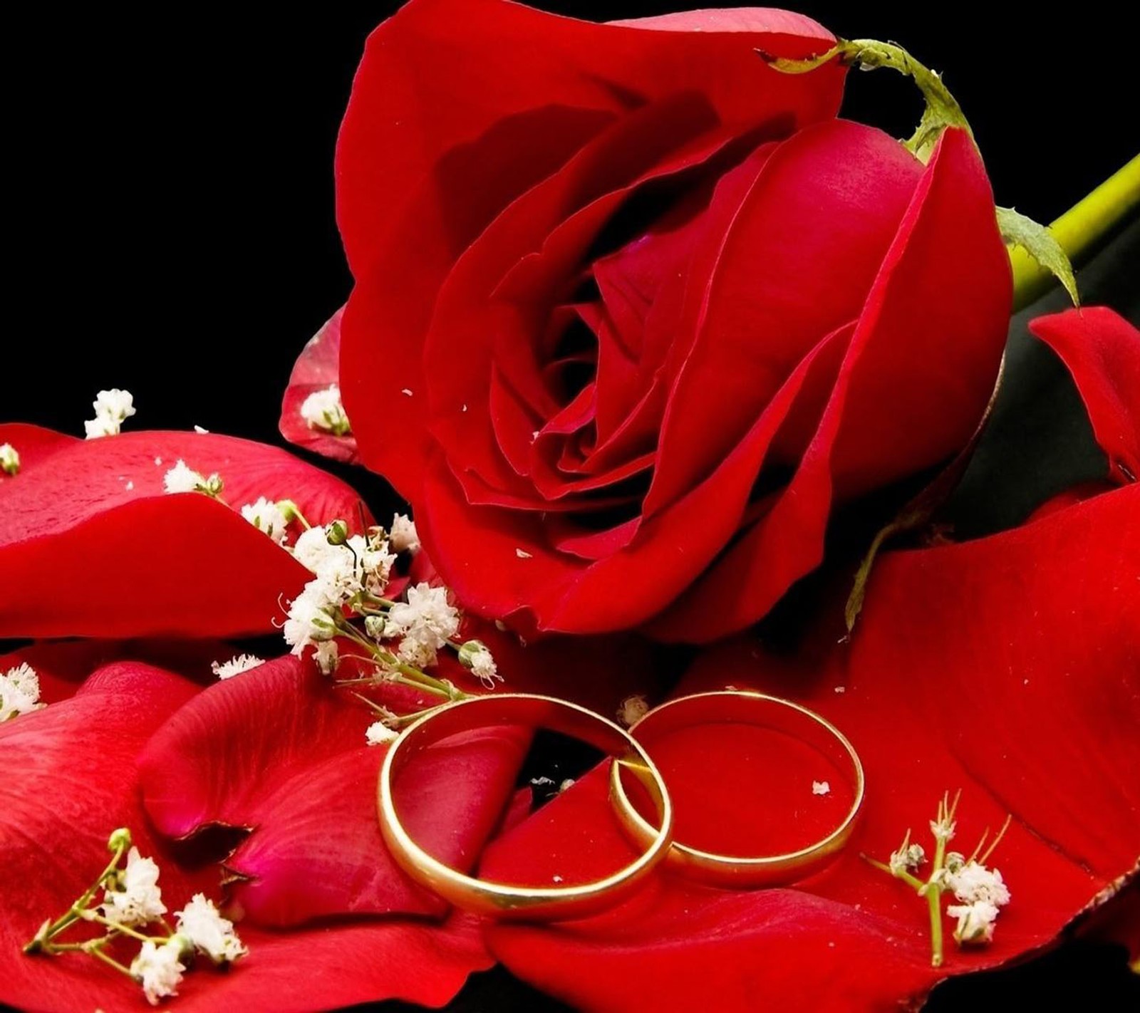 There are two wedding rings on a red rose with petals (love, red rose)