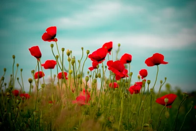 Lebendige rote Mohnblumen in einer ruhigen Landschaft