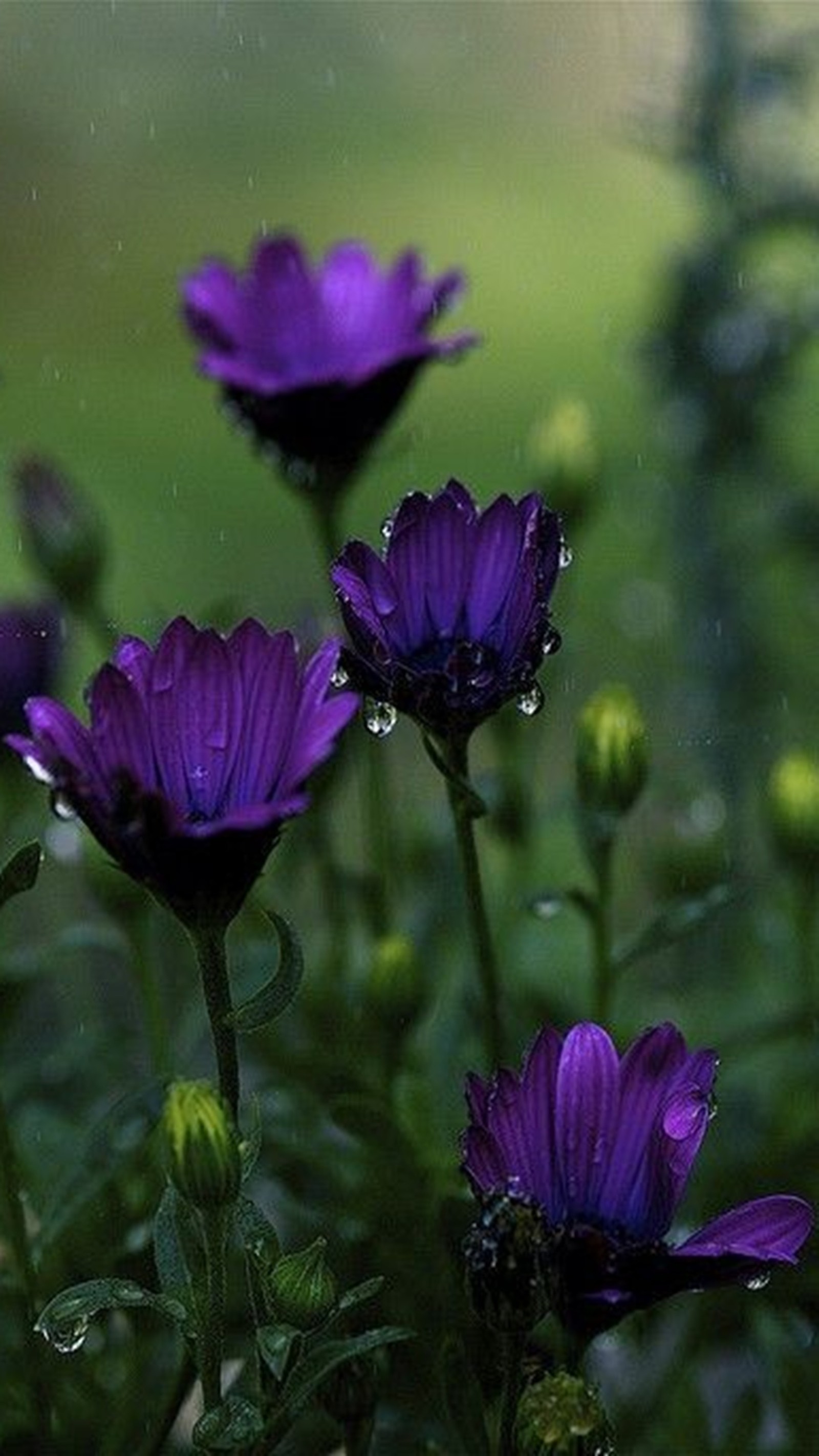 Des fleurs violettes avec des gouttes d'eau dans un jardin. (fleurs, printemps)