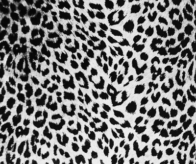 abstrato, leopardo