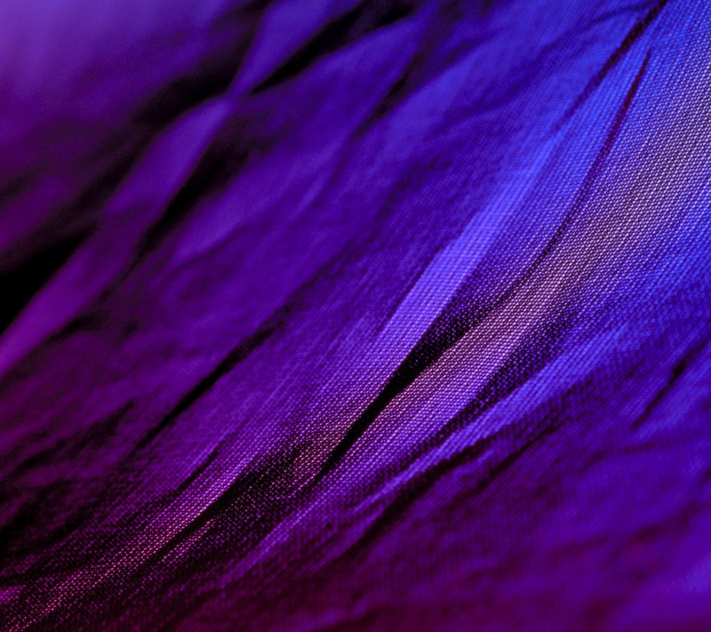 Purple and blue feathers are shown in close up on a black background (3d, purple)