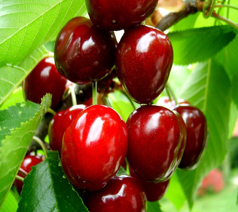 Много вишен висят на дереве с зелеными листьями (cherry fruit)