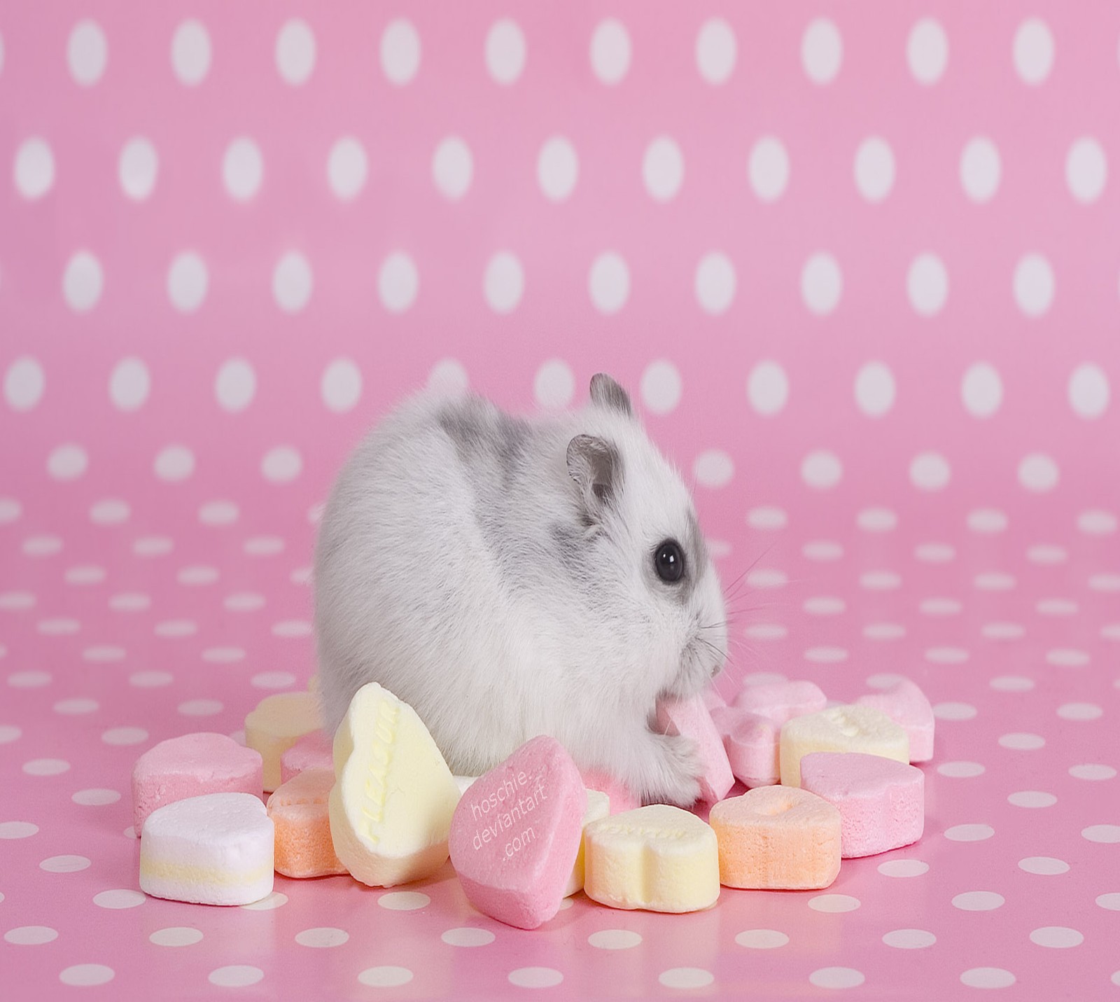 Скачать обои животные, хомяк, hamster, pink lollipop