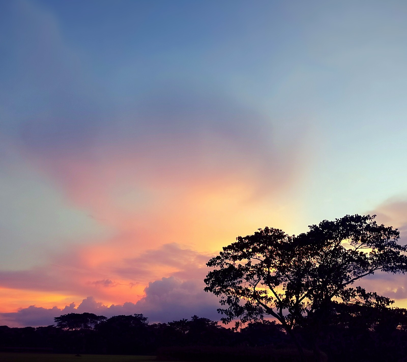 Girafes dans un champ avec un arbre et un ciel en arrière-plan (bangladesh, tour du bangladesh, bangladeshi sky, bleu, evening time sky)