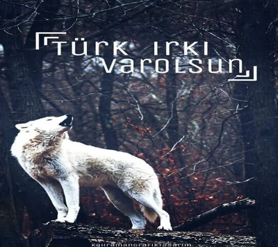 kurt, mhp, turke, ulkucu, der wolf