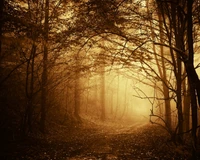 fall, fog, forest, light, sunset