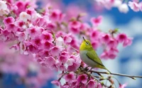 Serenidade da primavera: Um pássaro entre flores de cerejeira