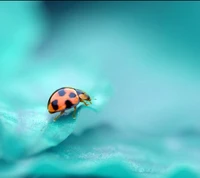 Gros plan d'une coccinelle sur une feuille