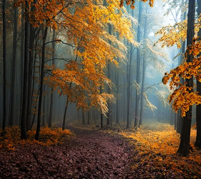 autumn, forest