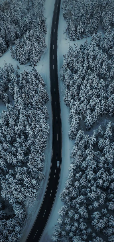 замораживание, вода, автомобильная шина, растение, снег