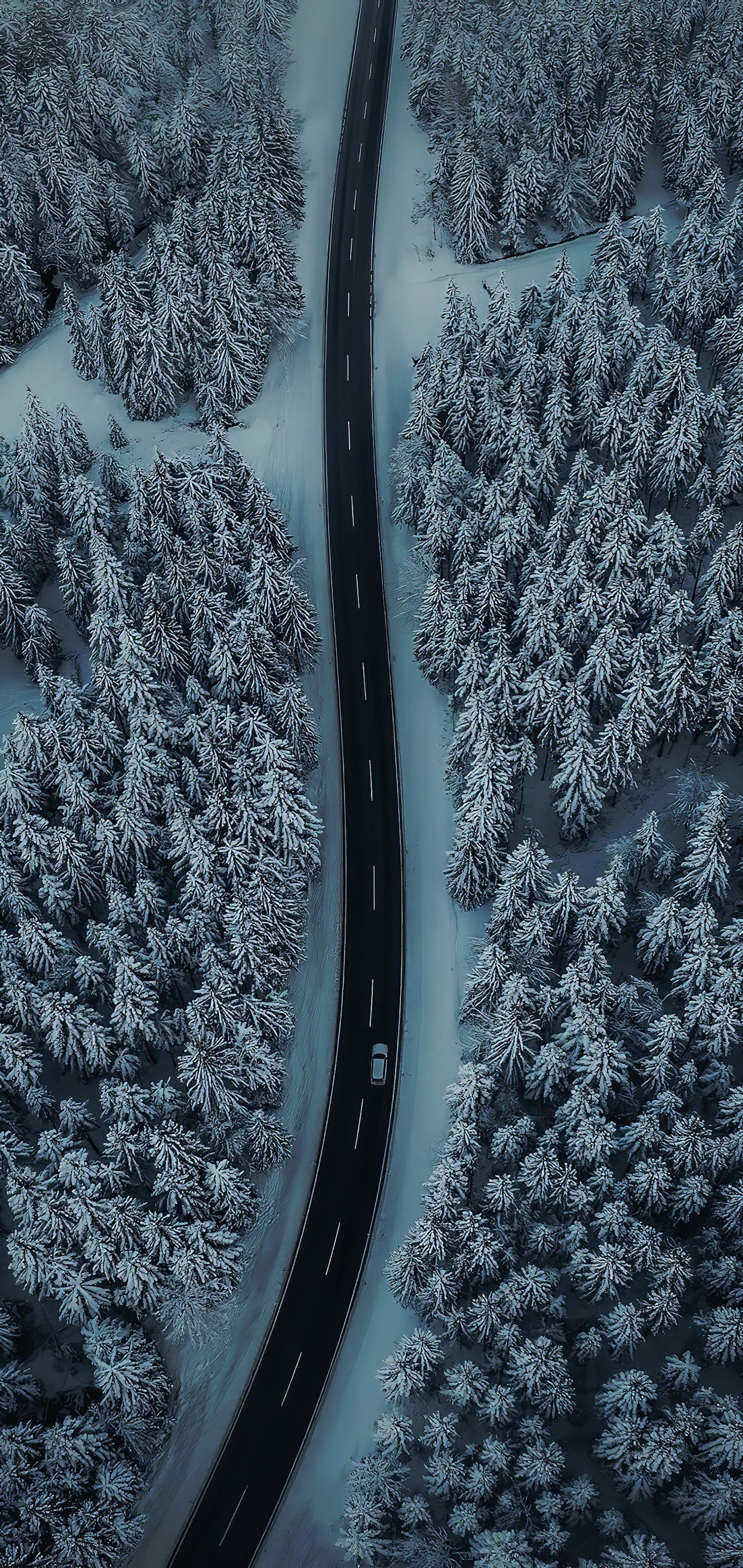 Arafed road in the middle of a snowy forest with a car driving on it (freezing, water, automotive tire, plant, snow)