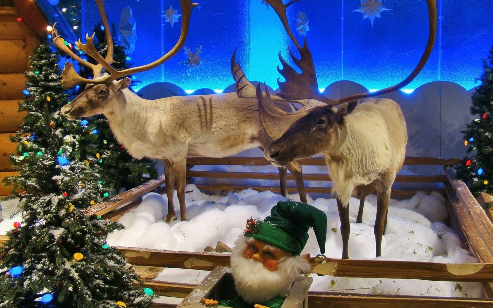 There are two reindeers and a gnome in a fake snow scene (reindeer, wildlife, christmas, christmas tree, christmas decoration)