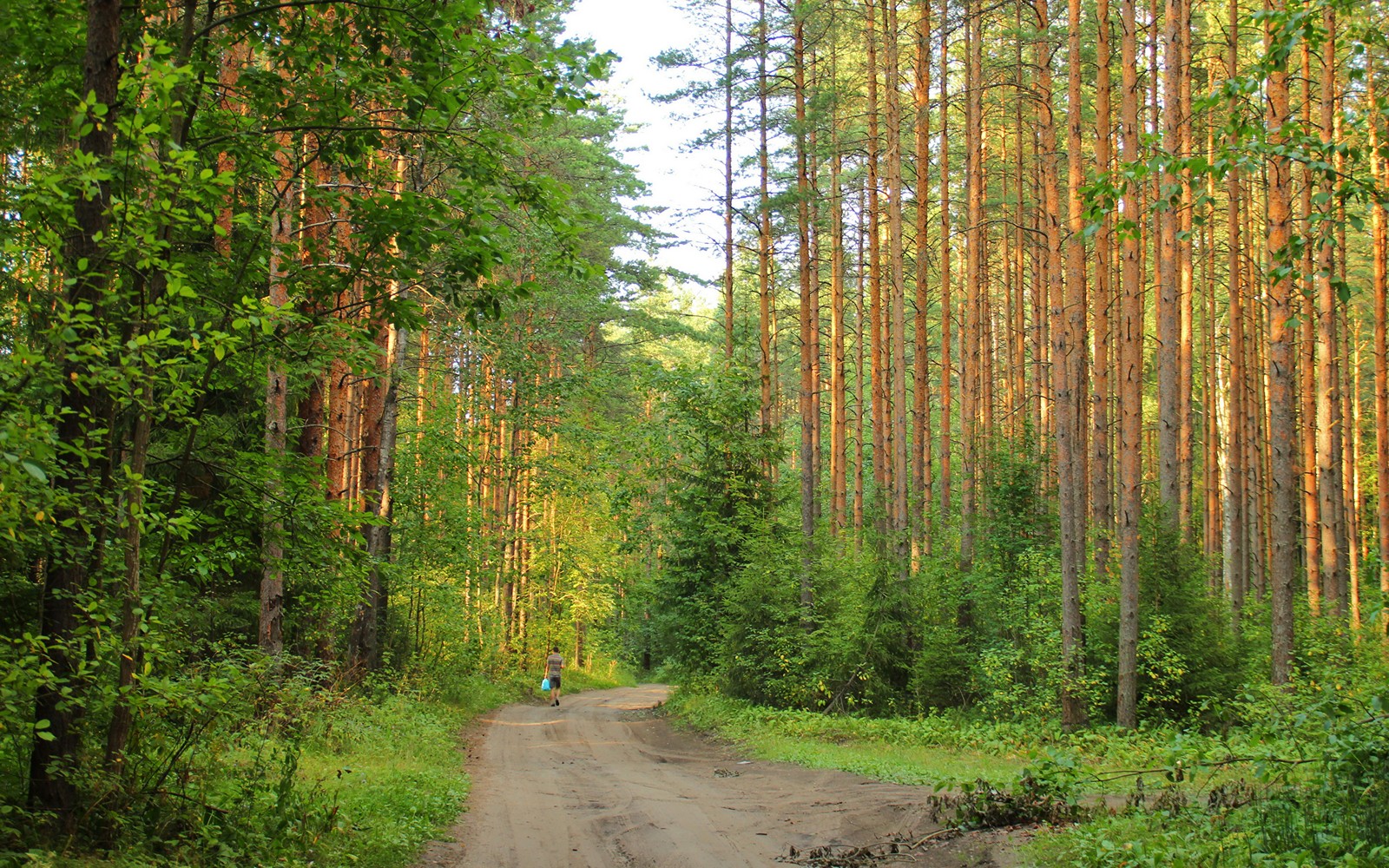 Arafed dirt road in a forest with a person walking on it (saint petersburg, nature, forest, ecosystem, woodland)