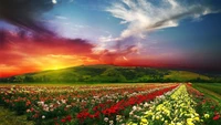 Vibrant Flower Fields Under a Sunset Sky