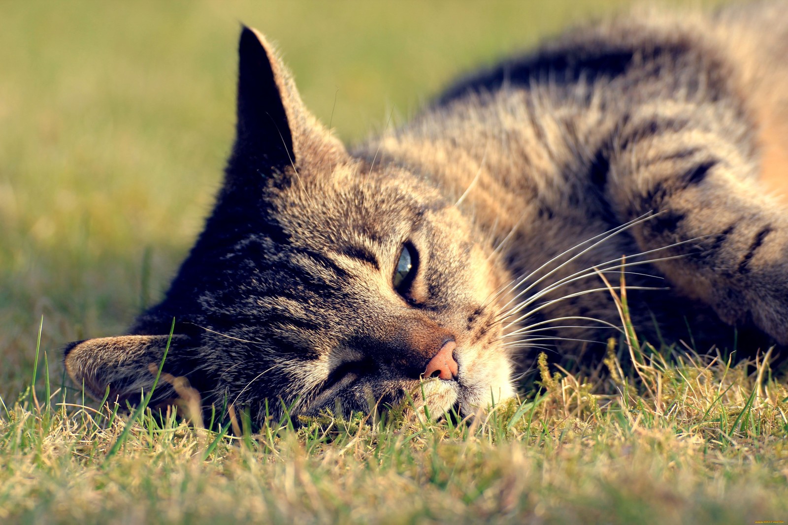 Hay un gato acostado en la hierba (cat, bigotes, pasto, hocico, gato montés)