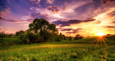 Coucher de soleil sur une prairie luxuriante avec des arbres paissant et un ciel vibrant.