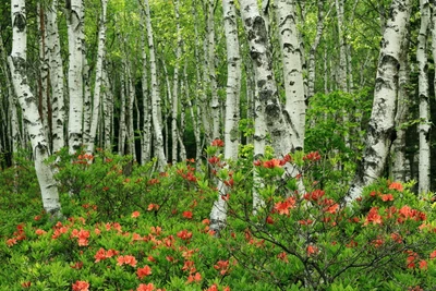 arbre, plante, plante ligneuse, bosquet, usine