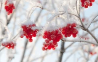 Frost-covered branches adorned with vibrant red berries against a snowy backdrop.