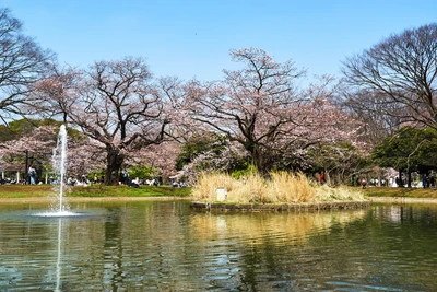 Cherry Blossoms Reflected in a Serene Pond at a Tokyo Park