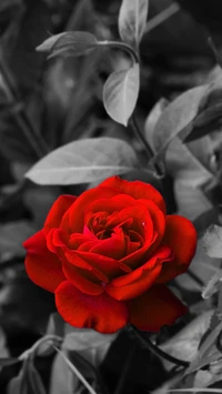 fleur, plante à fleurs, rouge, pétale, roses de jardin