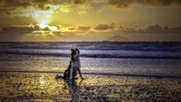 Chien sur le rivage au coucher du soleil