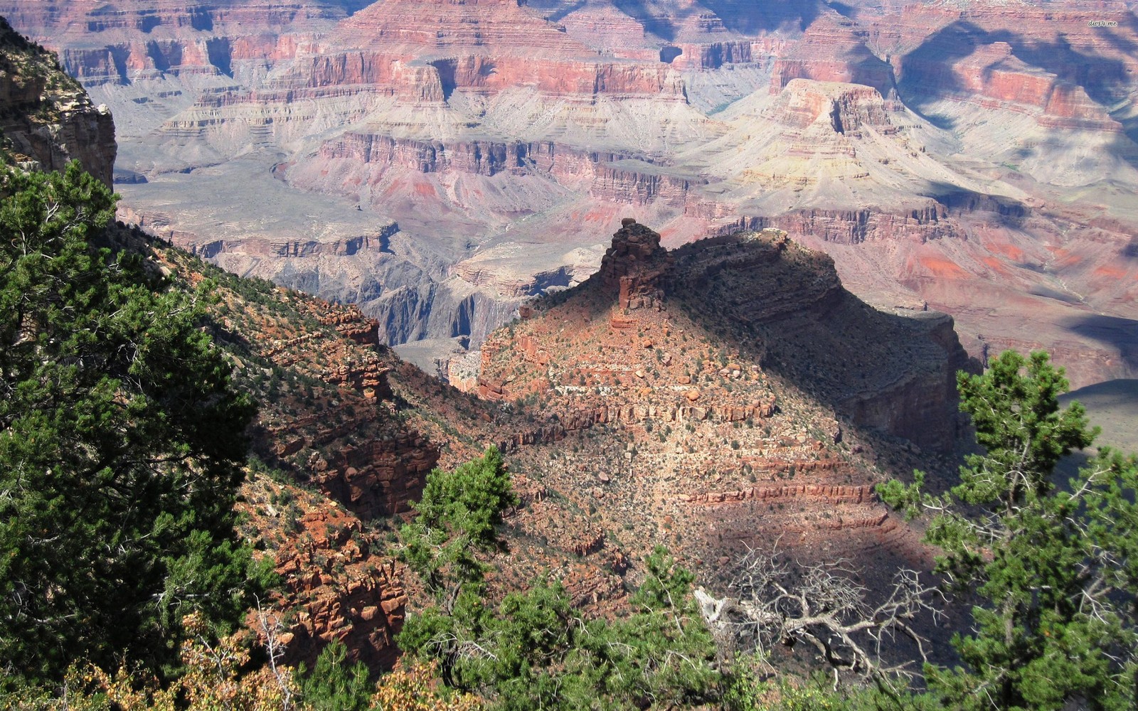 Araffe view of a canyon with a steep cliff and a tree (national park, geology, canyon, outcrop, grand canyon national park)