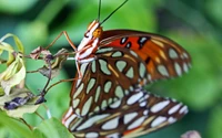 insect, moths and butterflies, butterfly, invertebrate, pollinator