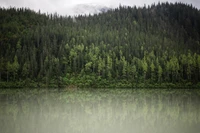 Tranquil Reflection of a Lush Coniferous Forest by a Serene Lake